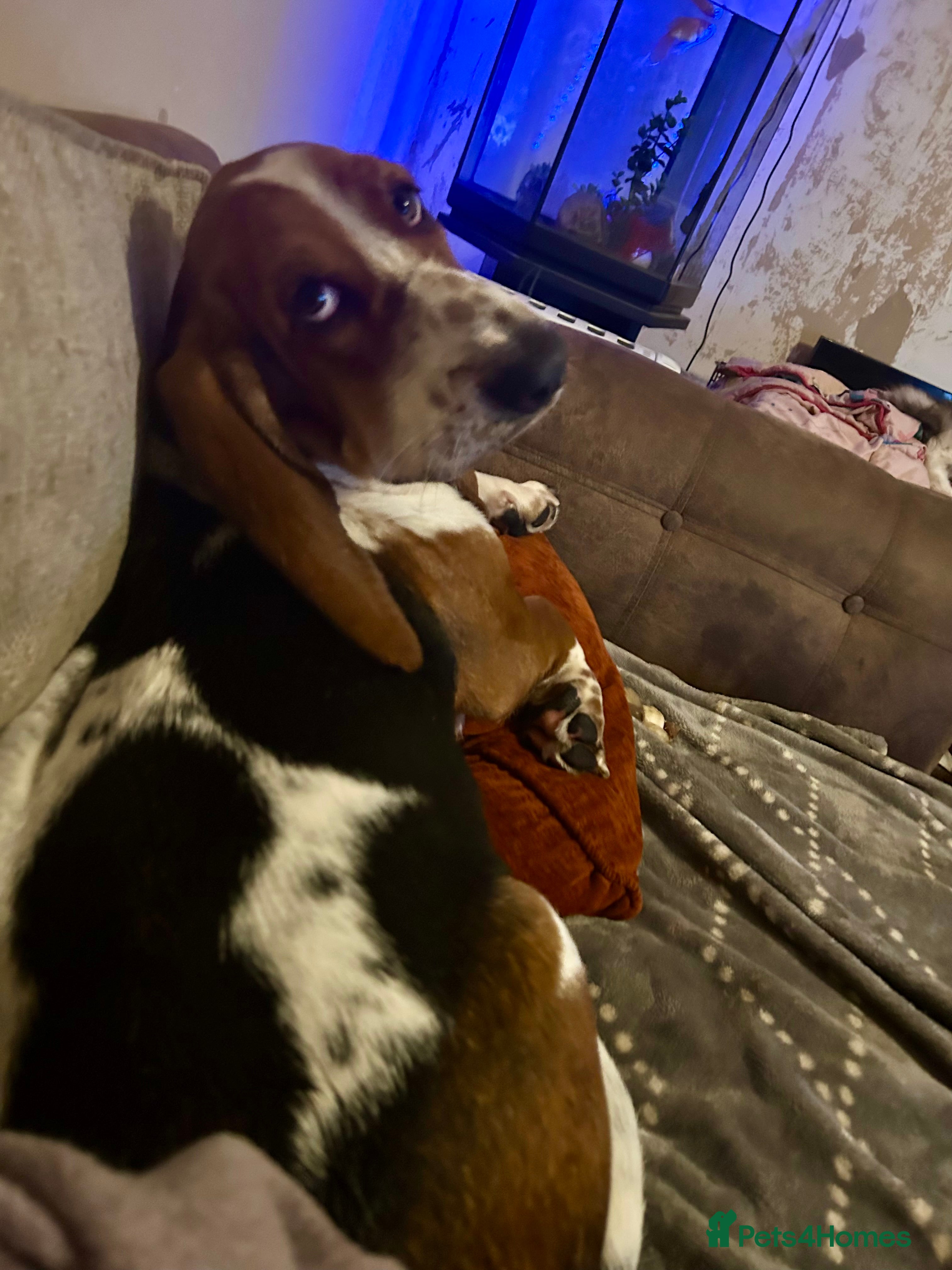 Basset Hound dogs Bonded Pure Basset Hound - Advert 1