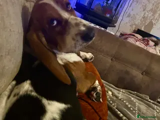 Basset Hound dogs Bonded Pure Basset Hound - Advert 1