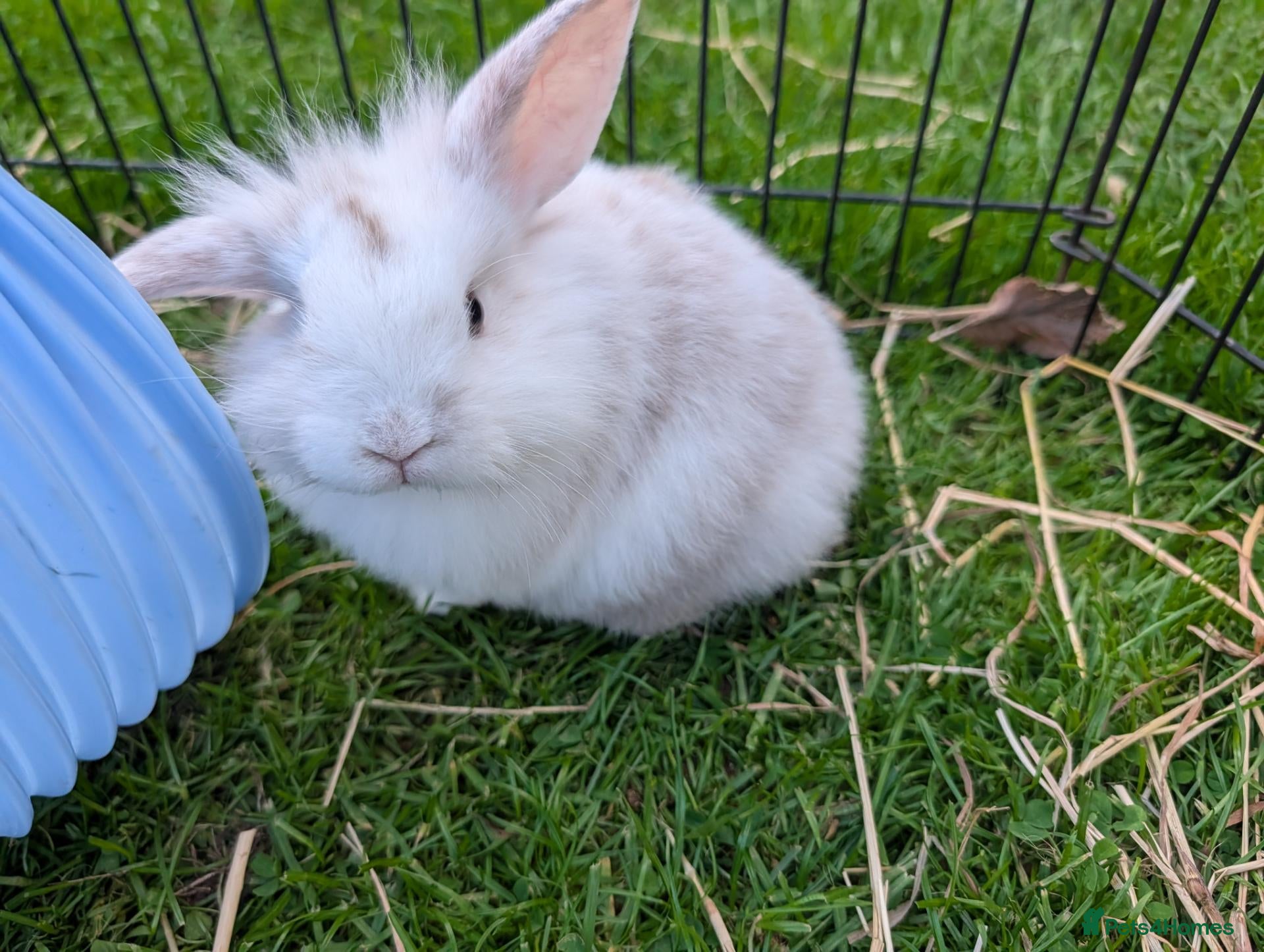 Mixed Breed rabbits Netherland Dwarf/lion head X mini lop  - Advert 15