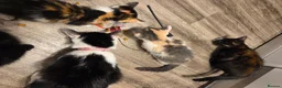 Mixed Breed cats for sale: 5 gorgeous kittens for sale - Advert 2