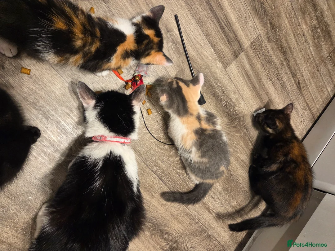 Mixed Breed cats for sale: 5 gorgeous kittens for sale - Advert 2