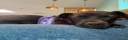 Mixed Breed dogs for adoption: Lilla 🩷 - Advert 5