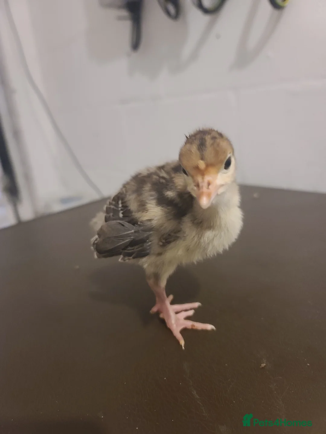 Ducks poultry for sale: ☆ Mixed unsexed ducklings looking for a new home ☆ in Barry - Advert 2