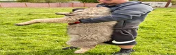 Caucasian Shepherd Dog dogs for sale: Stunning Caucasian Shepherd Ovcharka Puppies  in Lanark - Advert 9
