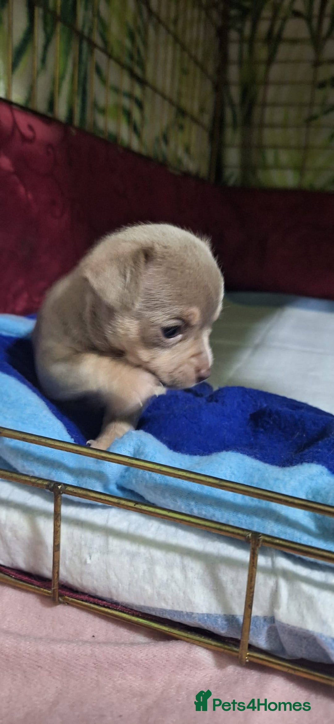 Chihuahua dogs for sale: KC Chihuahua Baby Girls - Advert 17