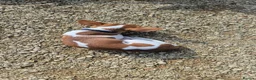 Mixed Breed dogs for stud: Jackuaua x chiweenie Stud - Advert 5