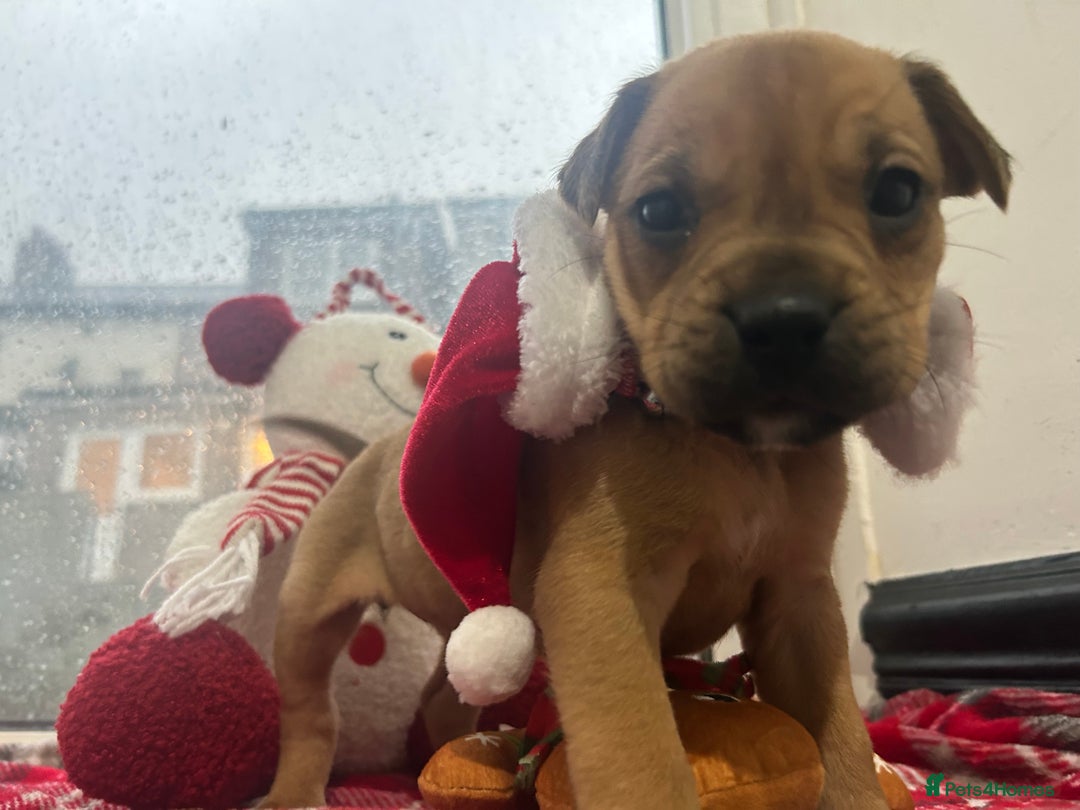 Mixed Breed dogs for sale: A beautiful litter of Rottweiler/staff/mastiffs - Advert 34