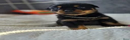 Rottweiler dogs for sale: Gorgeous Rottweiler Puppies  - Advert 21