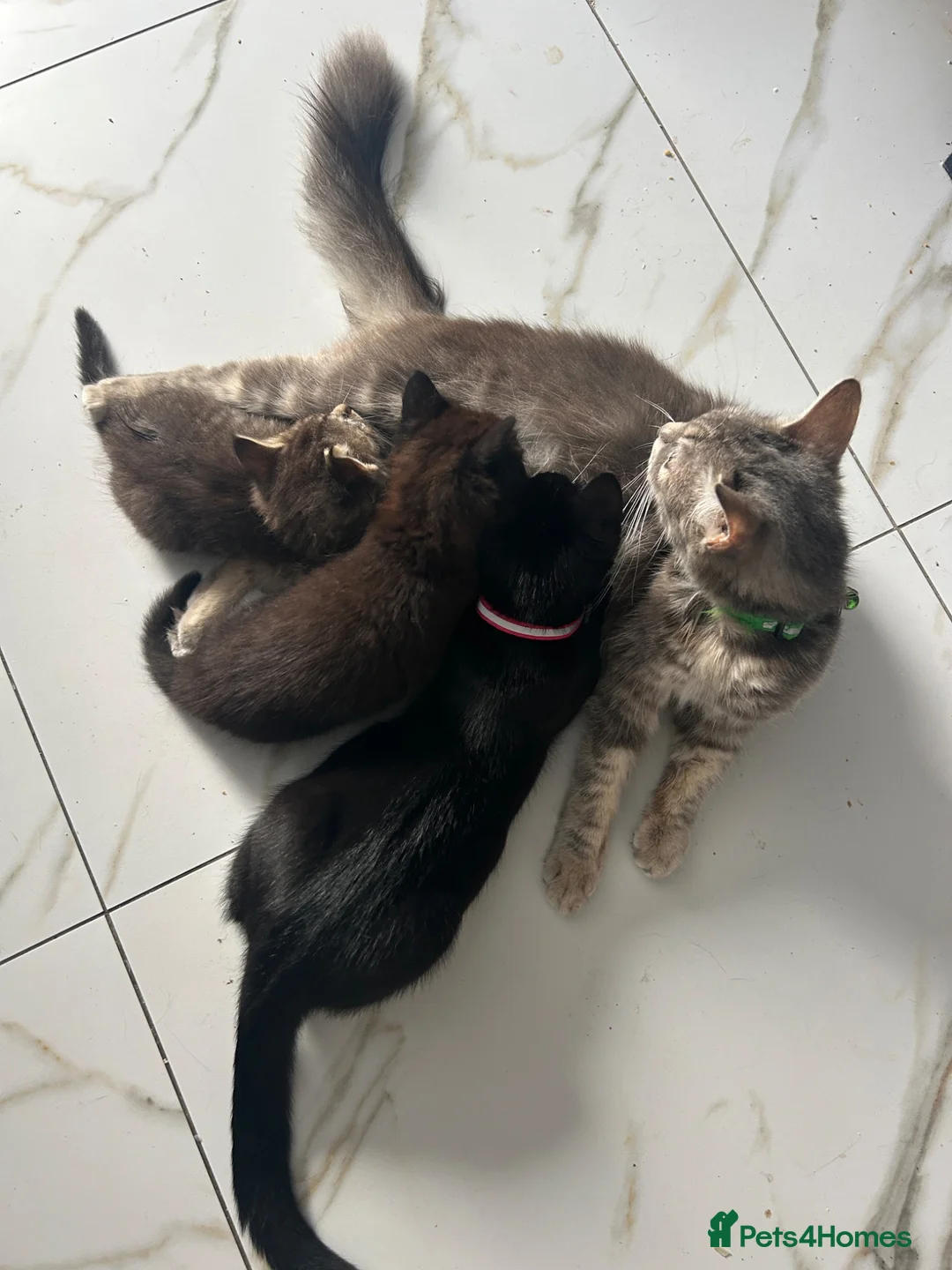 Mixed Breed cats for sale: Baby girl ready for her new home! - Advert 4