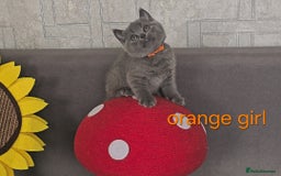 British Shorthair cats for sale: British Blue Shorthair kittens, GCCF pedigree - Image 23