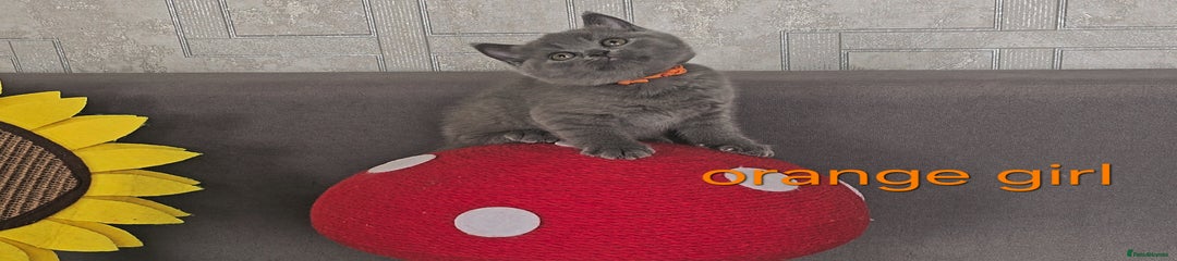 Orange collar - girl