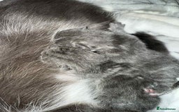 British Shorthair cats for sale: Beautiful British Blue Kitten - Image 8
