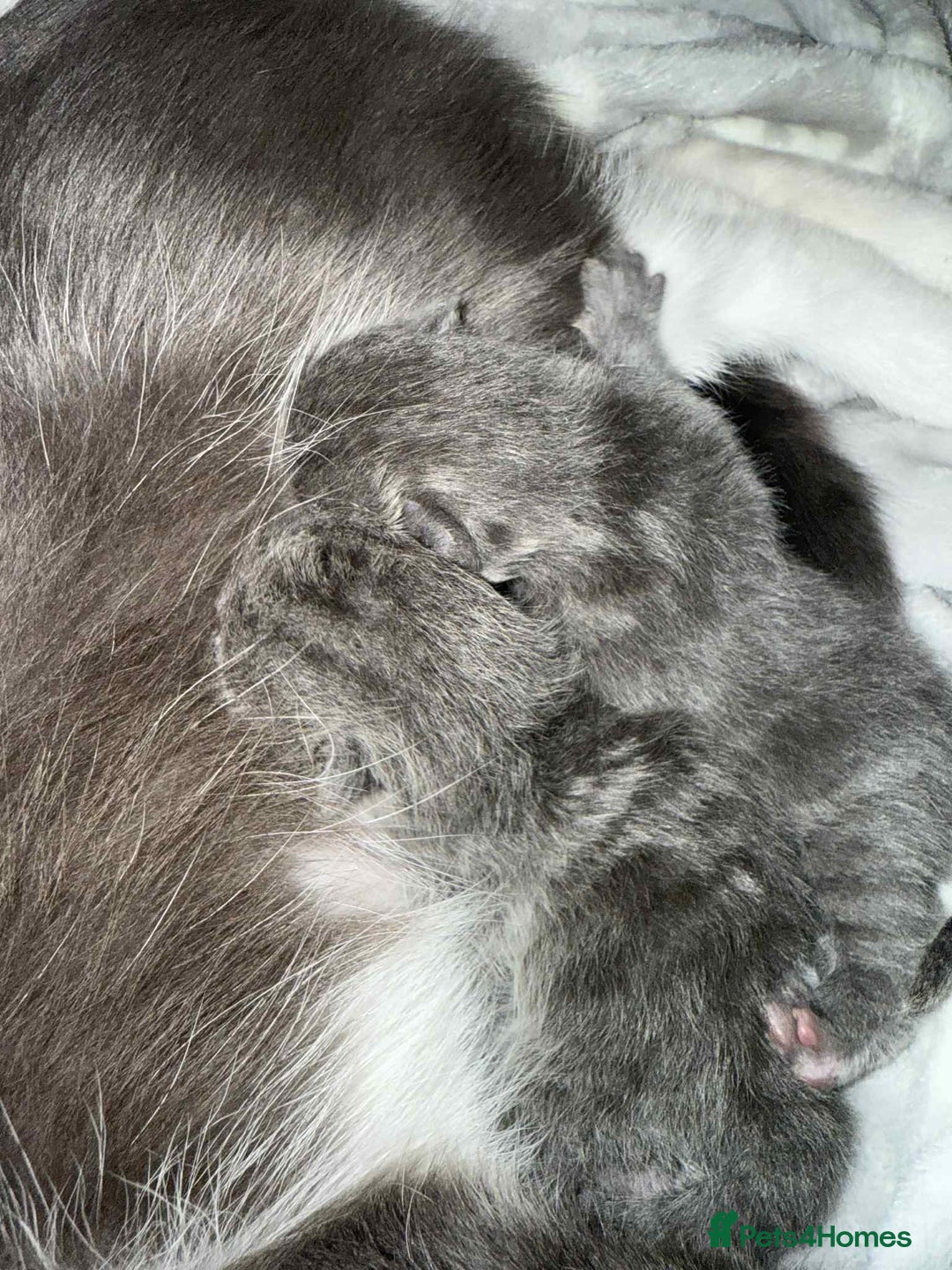 British Shorthair cats for sale: Beautiful British Blue Kitten - Image 8