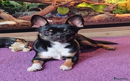 Mixed Breed dogs for sale: Chihuahua with a bit of French Bulldog puppies - Advert 19