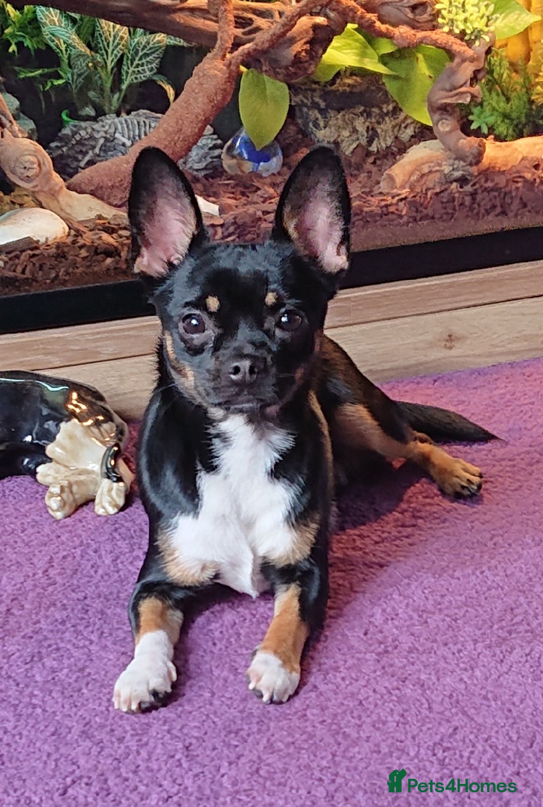Mixed Breed dogs for sale: Chihuahua with a bit of French Bulldog puppies - Advert 19