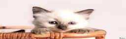 Ragdoll cats for sale: Beautiful Pedigree Ragdoll Kittens  - Advert 17