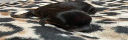 Dachshund dogs for sale: The Dapple Dachshunds Nottinghamshire  - Advert 10
