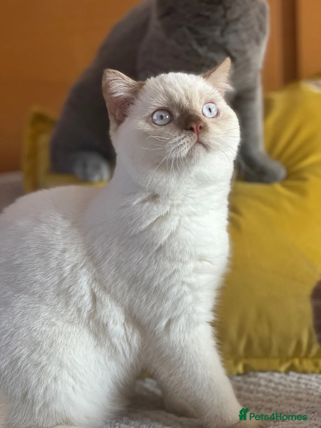 British Shorthair cats for sale: British shorthair rare colour  - Advert 4