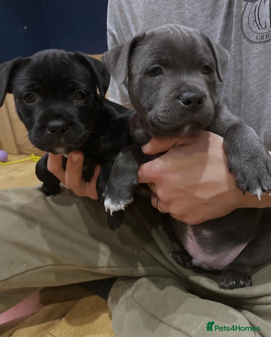 Staffordshire Bull Terrier dogs for sale: Gorgeous Blue&Black Pedigree Staffy’s Puppies  - Advert 4