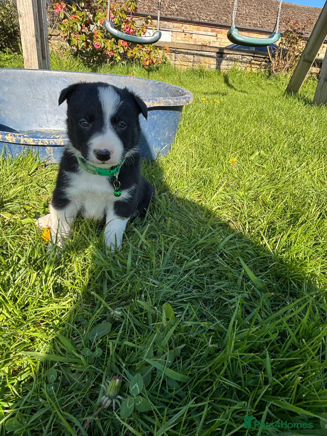 Border Collie dogs for sale: 5 Beautiful Collie Pups in Chesterfield - Advert 1