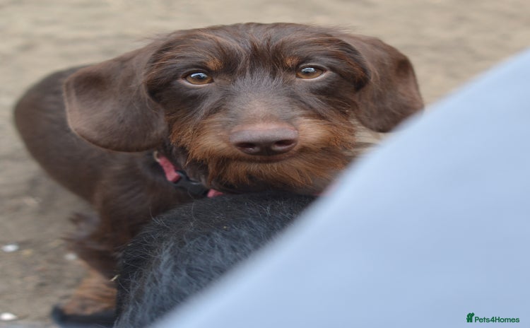 Miniature Dachshund dogs - Advert 4