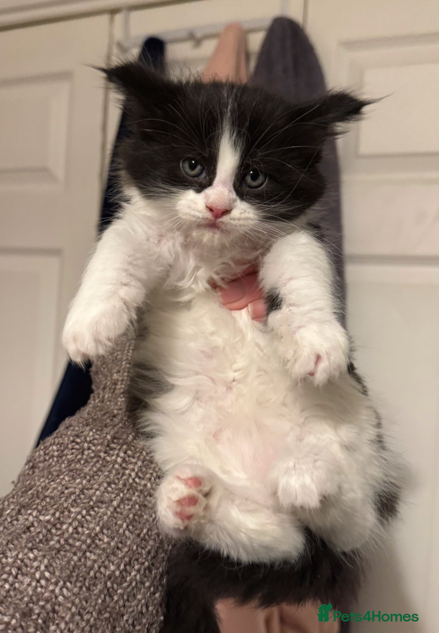 Maine Coon cats 2 Kittens Left 🖤 2 Girls  - Advert 15