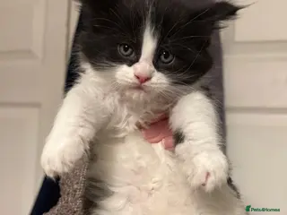 Maine Coon cats 2 Kittens Left 🖤 2 Girls - Advert 15