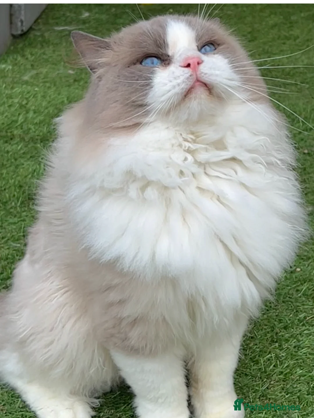 Ragdoll cats for stud: Ragdoll stud - Advert 2