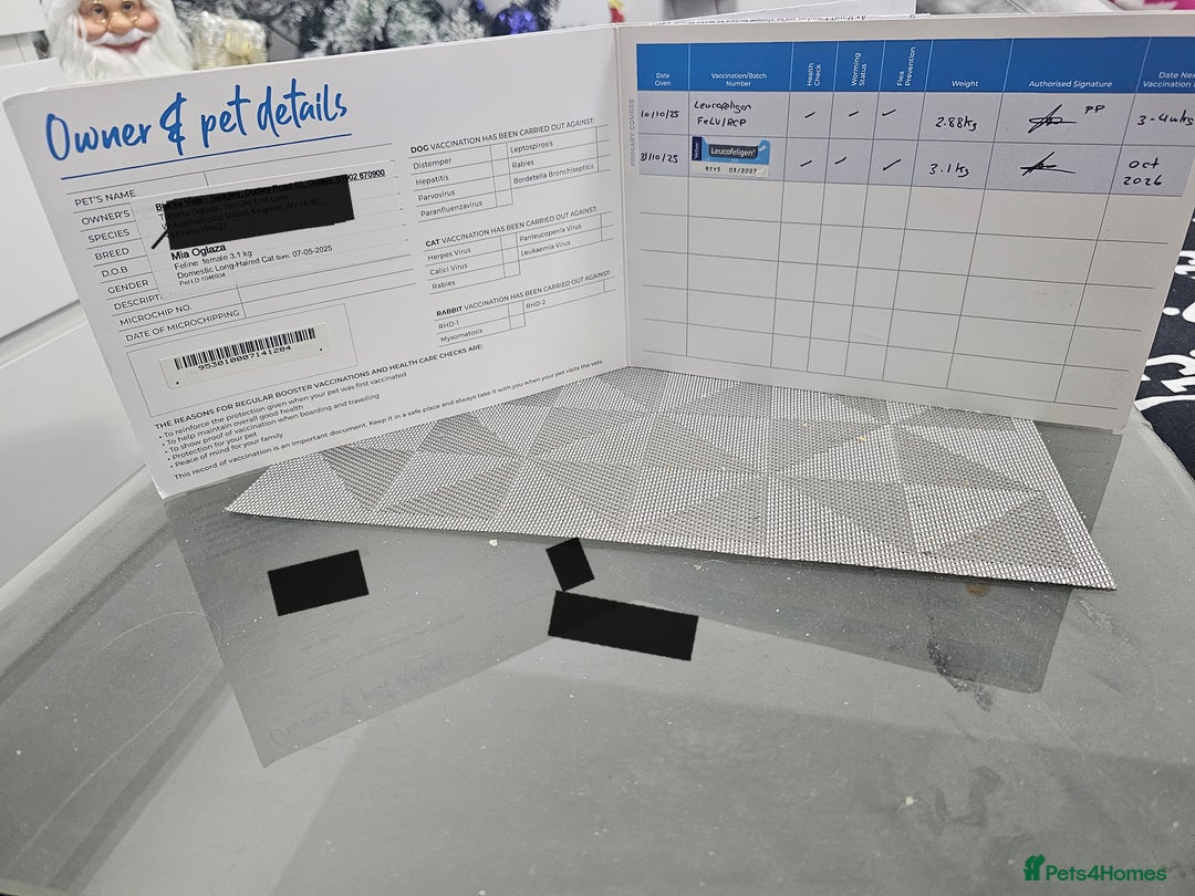 Maine Coon cats for sale: Maine Coon  - Advert 15