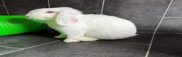 Mini Lop rabbits for sale: Two Bonded Male Bunnies plus 3x2M Bunny House in Aylesbury - Advert 3