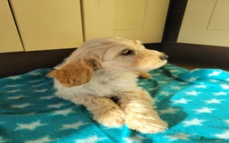 Cockapoo dogs for sale: F1 cockapoo boy pups **READY NOW** - Image 1