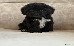 Cockapoo dogs for sale: F1 cockapoo puppies PRA TESTED - Image 23
