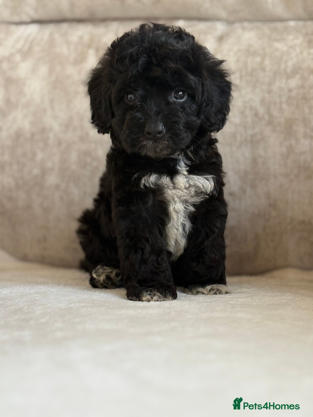 Cockapoo dogs for sale: F1 cockapoo puppies PRA TESTED - Image 23