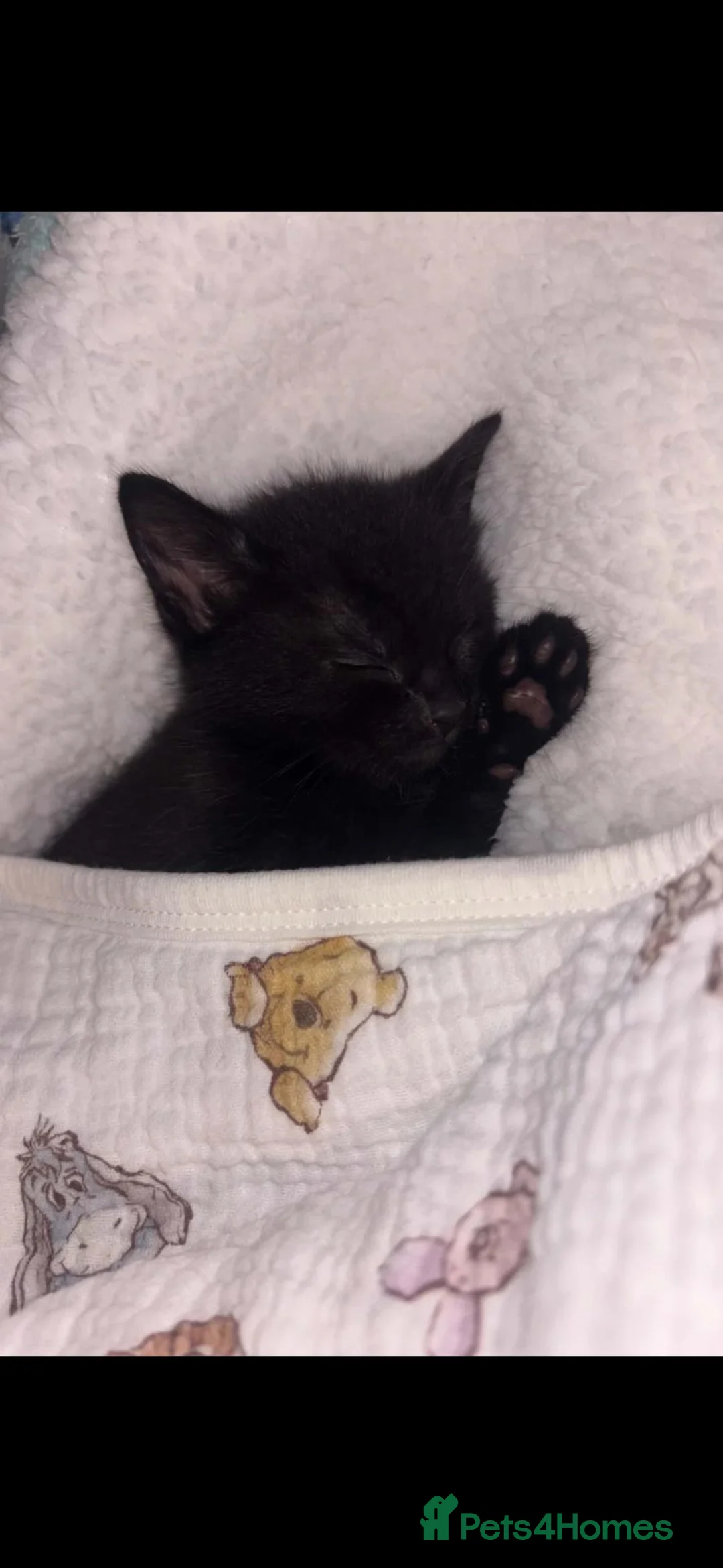 Mixed Breed cats for sale: Stunning hand reared boy! - Advert 2