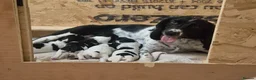 English Springer Spaniel dogs for sale: Stunning working springer spaniels - Advert 6
