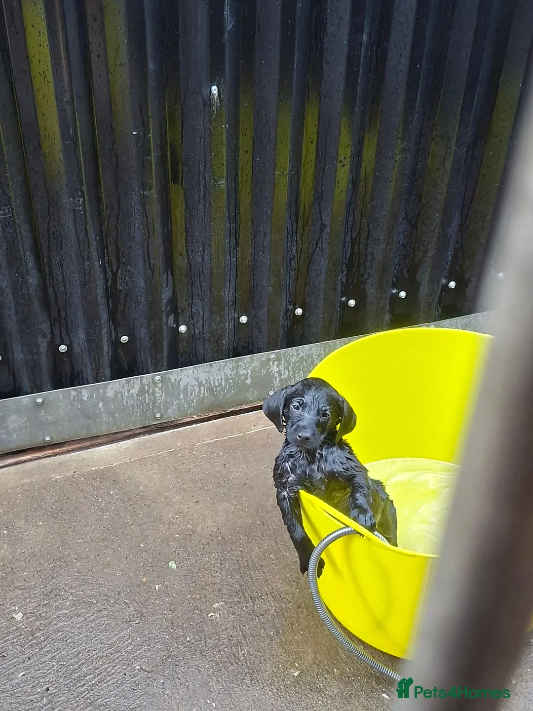 Labrador Retriever dogs for sale: Lab pups  in Lincoln - Advert 17