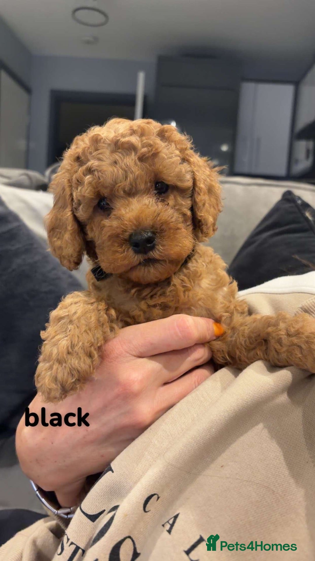 Cockapoo dogs for sale: STUNNING RED COCKAPOO PUPPIES - Advert 2