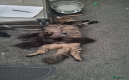 Maine Coon cats for sale: Ready to go now, Maine coon kittens - Image 17
