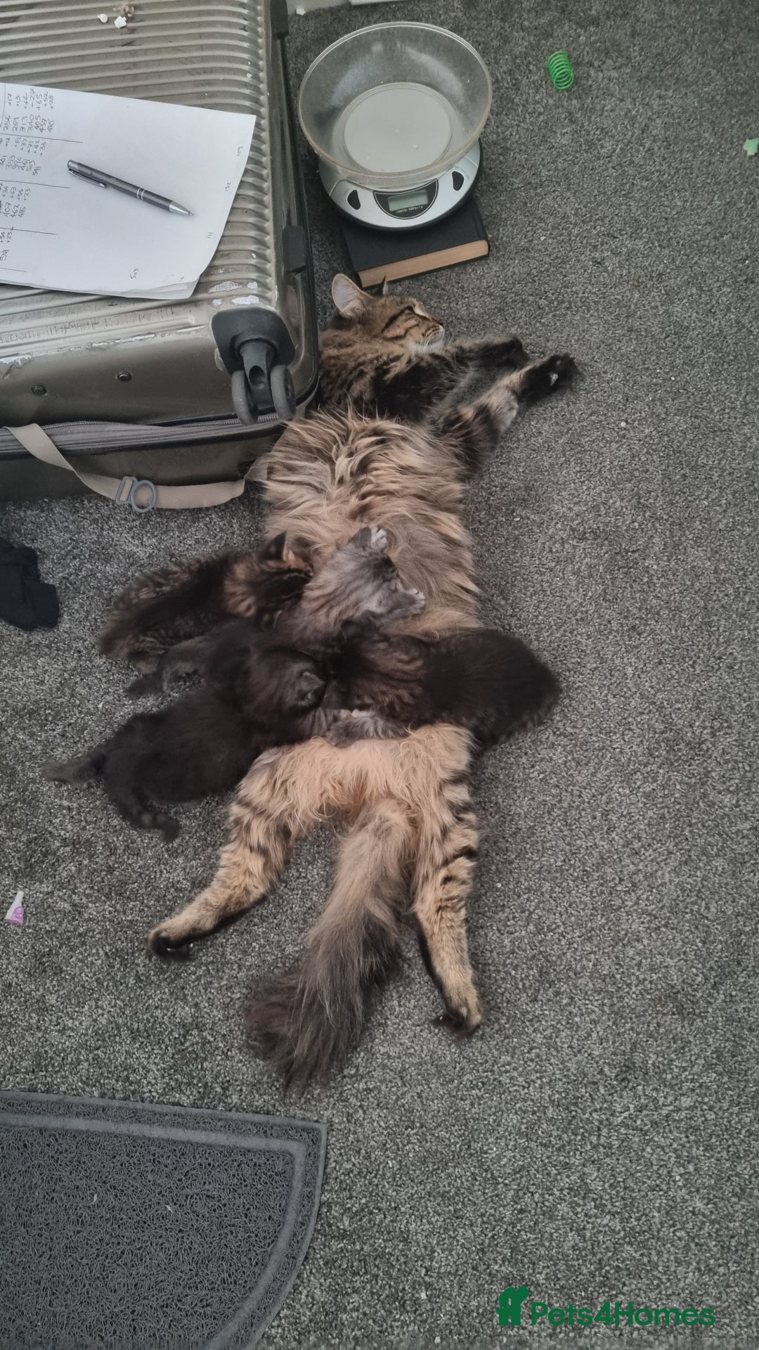 Maine Coon cats for sale: Ready to go now, Maine coon kittens - Image 17