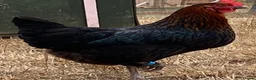 Chickens poultry for sale: Beautiful hybrid hens POL - Advert 11