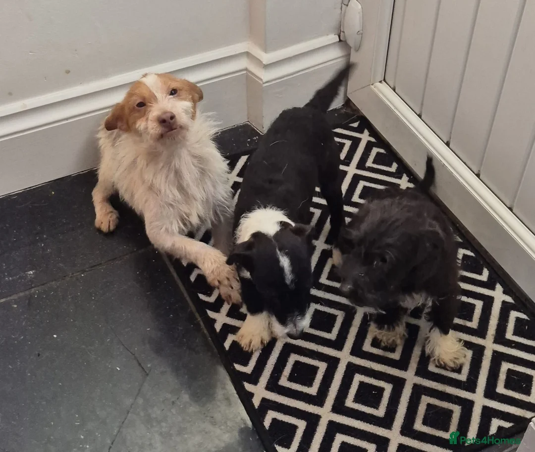 Jackapoo dogs for sale: Beautiful jackapoo puppies - Advert 7