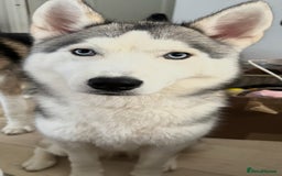 Siberian Husky dogs for sale: Blue Eyed Husky Girl - Image 3