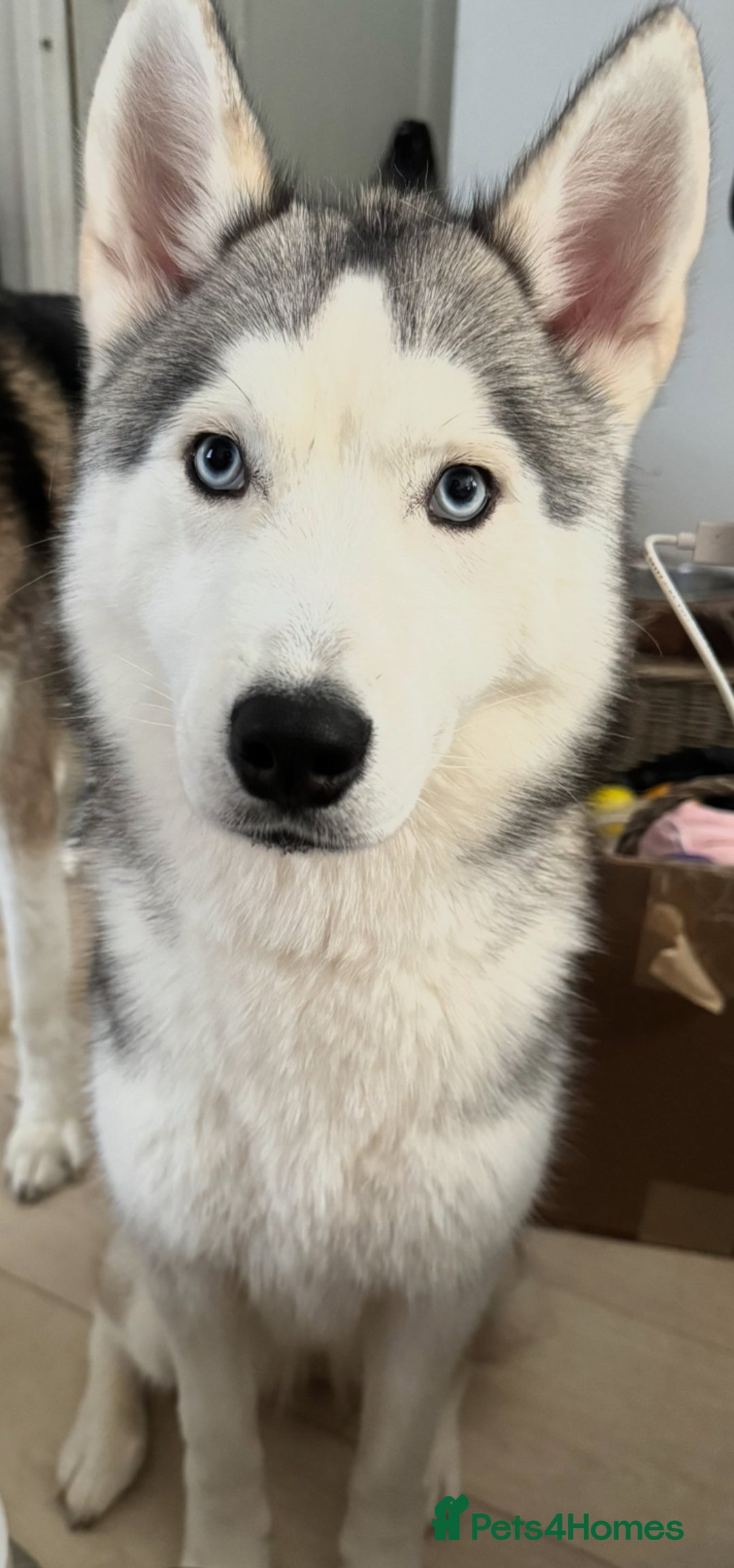 Siberian Husky dogs for sale: Blue Eyed Husky Girl - Image 3