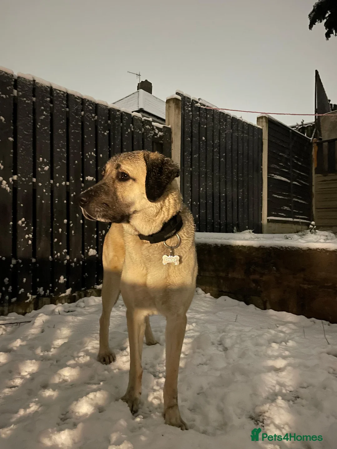 Turkish Kangal dogs for sale: Ghost Turkish kangal (she) - Advert 6