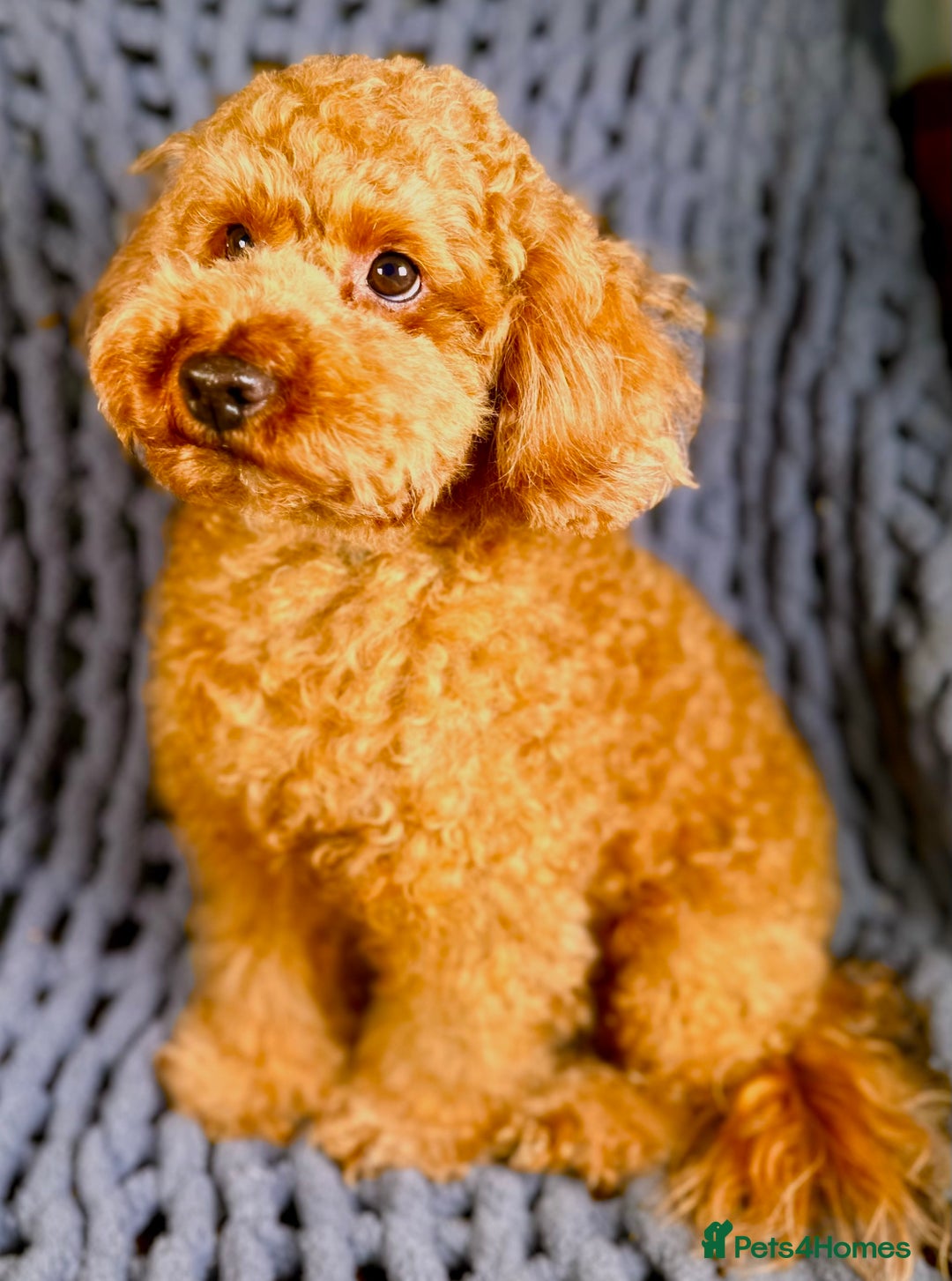 Toy Poodle dogs for stud: Exquisite Proven KC Red Stud DNA Clear Eye Tested - Advert 1