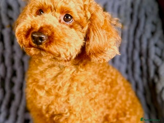 Toy Poodle dogs - Advert 40