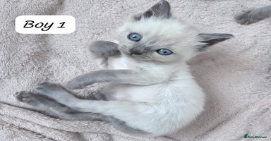 Ragdoll cats - Advert 12