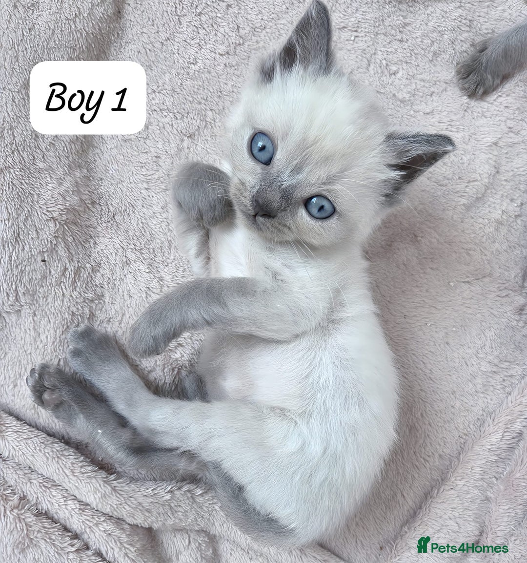 Ragdoll cats for sale: RAGDOLL X BSH KITTENS 2 BOYS LEFT - Image 3