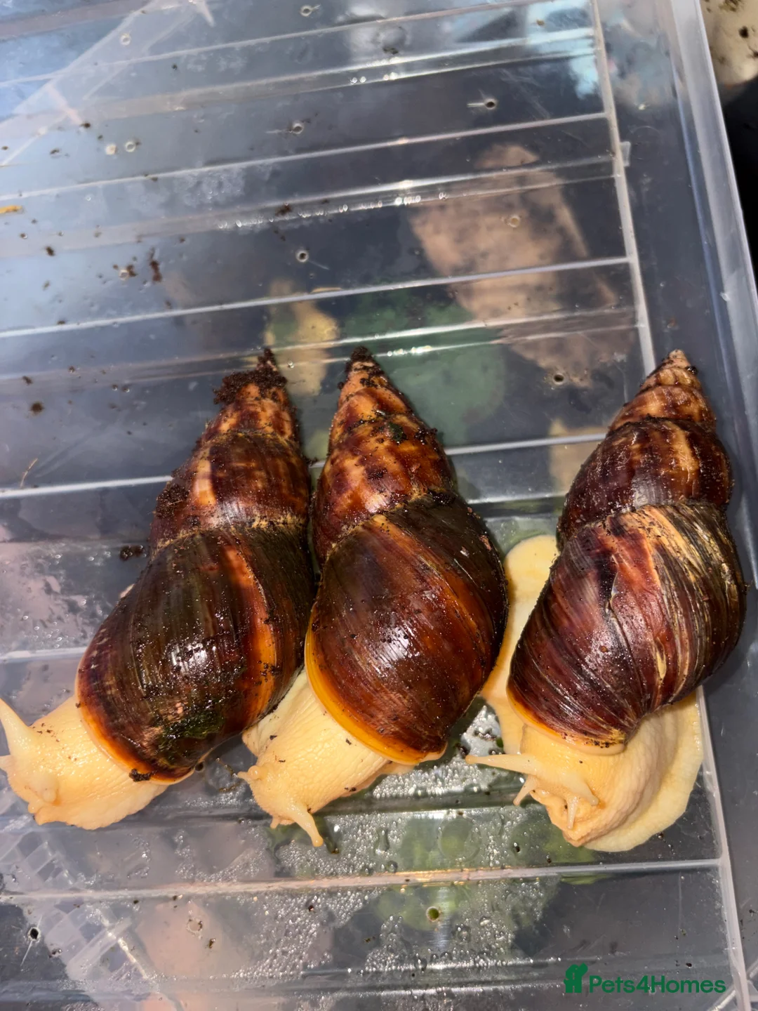 Snails invertebrates for sale: 3 giant African land snails  - Advert 1