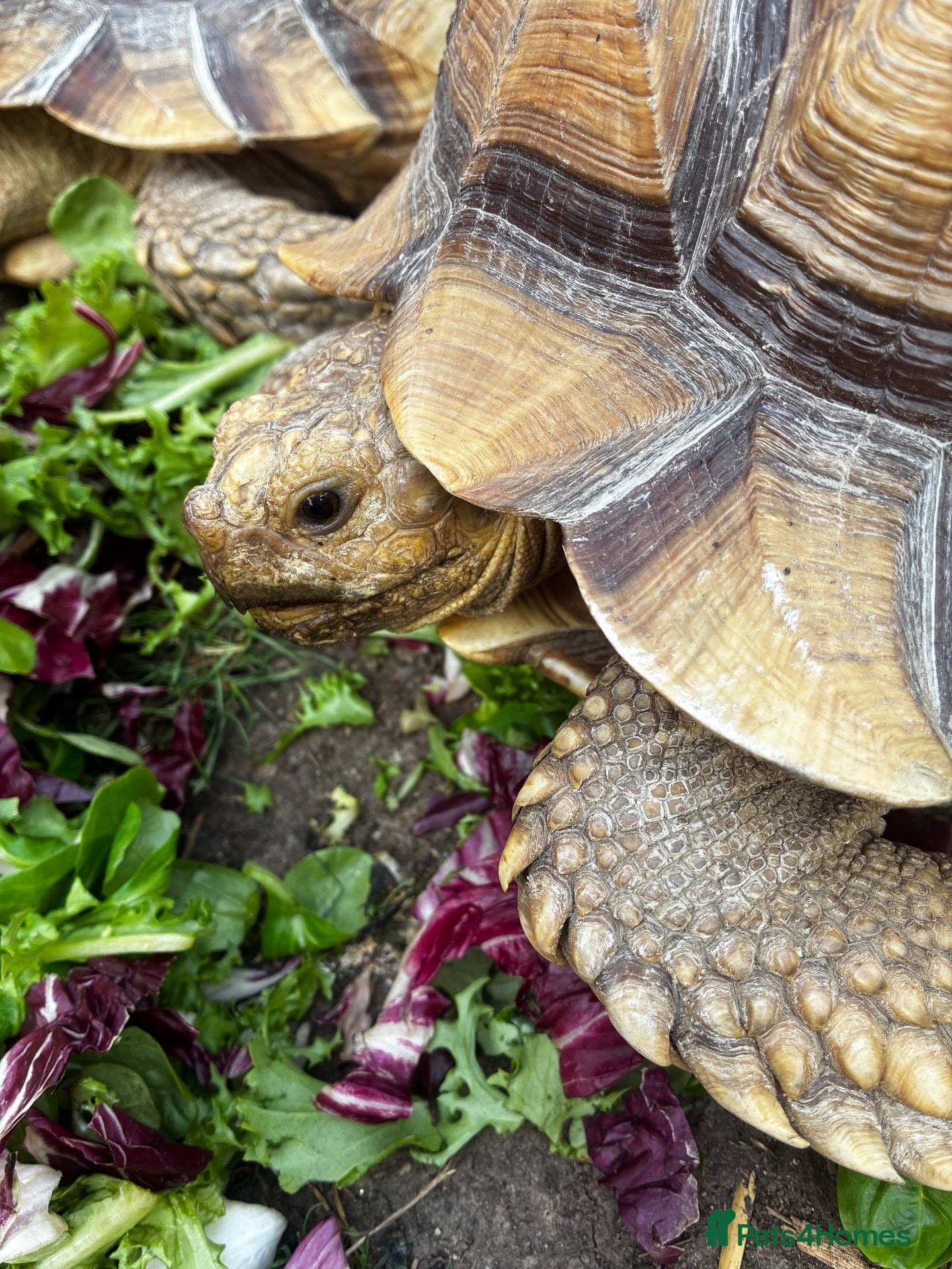 Tortoise reptiles Male and Female Sulcatas  - Advert 4
